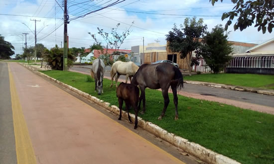 ANIMAIS SÃO FLAGRADOS SOLTOS EM VIAS PÚBLICAS DE OURO PRETO DO OESTE - News Rondônia