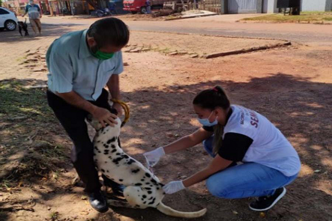 Mais de 15 mil animais receberam vacina antirrábica em Rolim de Moura - News Rondônia