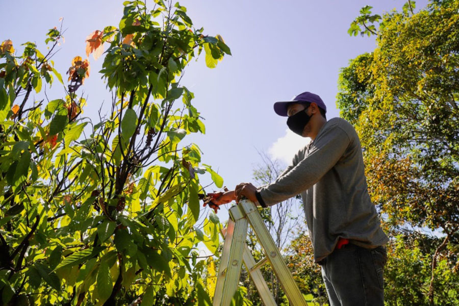 Sebrae fortalece a agricultura familiar na produção de cacau sustentável - News Rondônia