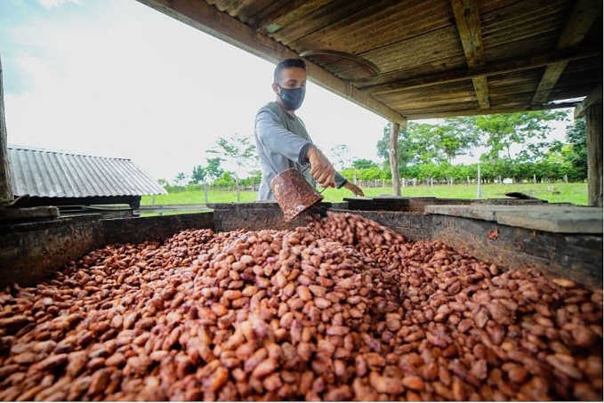 Sebrae fortalece a agricultura familiar na produção de cacau sustentável - News Rondônia