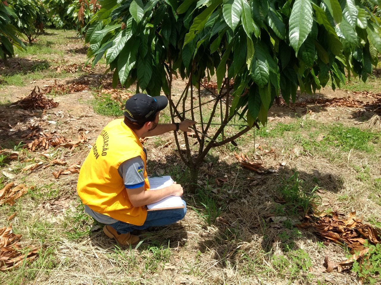 Levantamento feito pela Idaron confirma ausência da monilíase do cacaueiro em Rondônia - News Rondônia