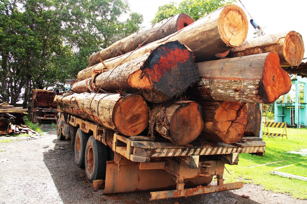BATALHÃO DE POLÍCIA AMBIENTAL DESTACA OPERAÇÕES; FISCALIZAÇÃO E EDUCAÇÃO AMBIENTAL FAVORECEM DESENVOLVIMENTO DO ESTADO - News Rondônia