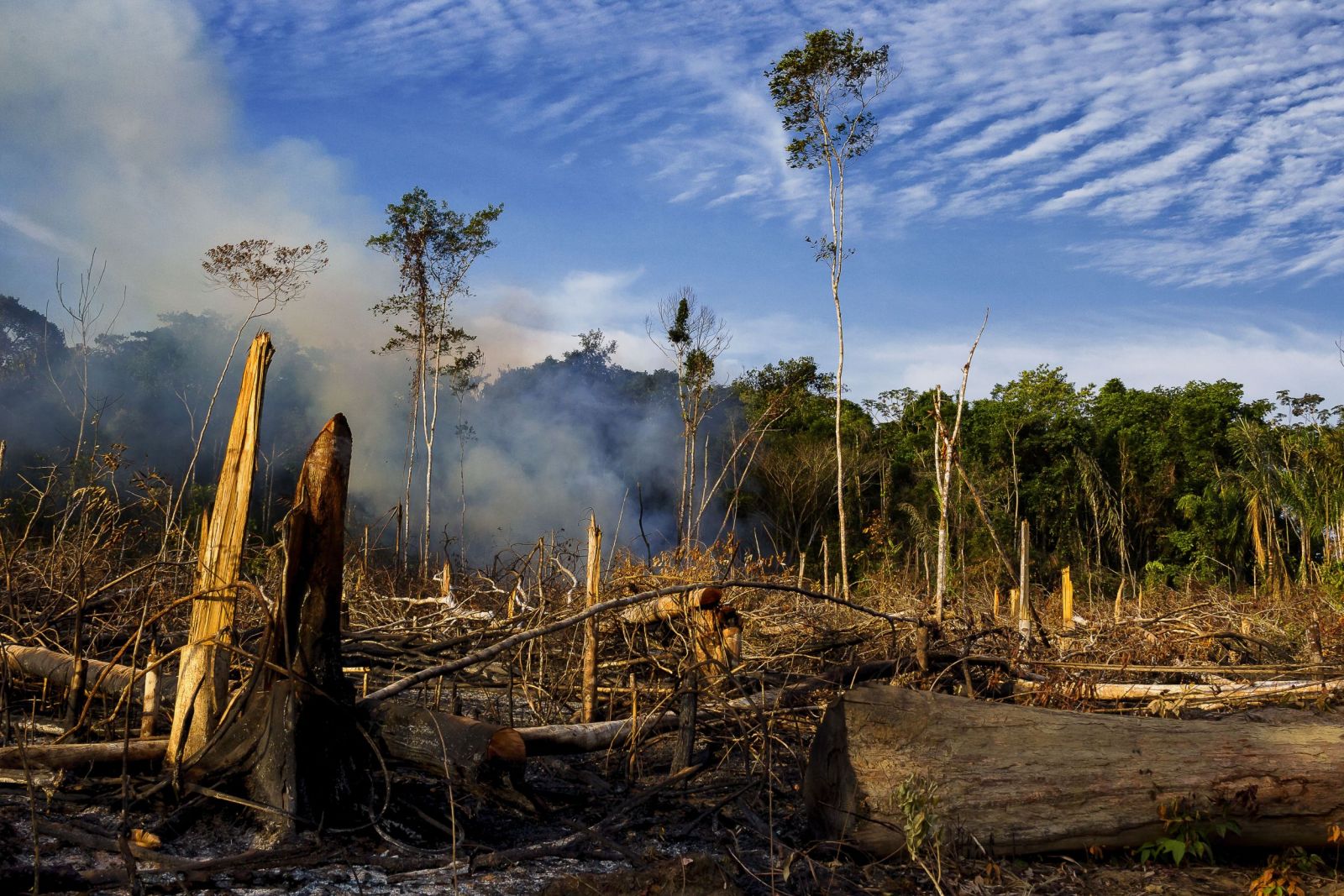 DESMATAMENTO NA AMAZÔNIA SUPERA 184 MILHÕES DE CAMPOS DE FUTEBOL - News Rondônia
