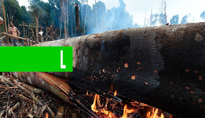 DESMATAMENTO NA AMAZÔNIA SUPERA 184 MILHÕES DE CAMPOS DE FUTEBOL - News Rondônia