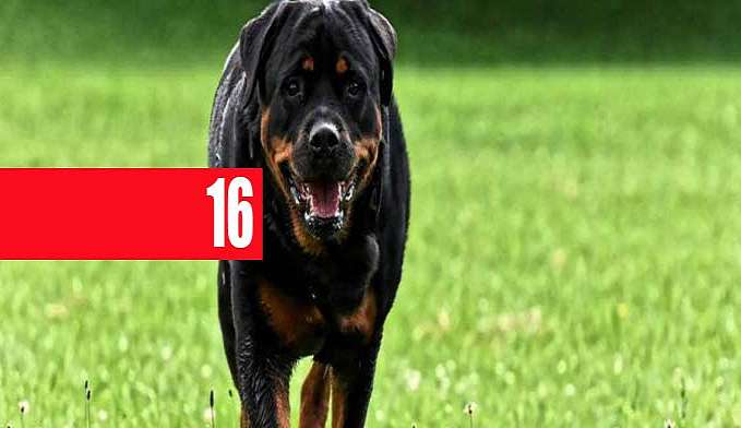 EM ANIVERSÁRIO DA MÃE, BEBÊ DE UM ANO MORRE APÓS ATAQUE DE CACHORRO - News Rondônia