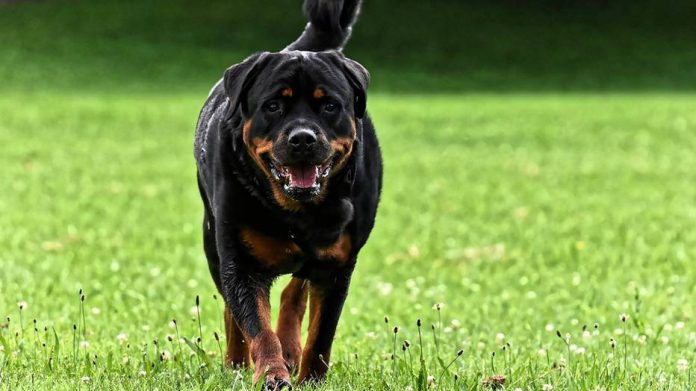EM ANIVERSÁRIO DA MÃE, BEBÊ DE UM ANO MORRE APÓS ATAQUE DE CACHORRO - News Rondônia