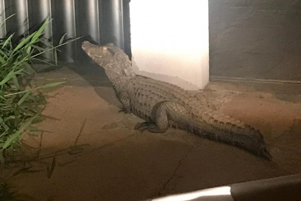APÓS ASSUSTAR MORADORA, JACARÉ DE MAIS DE DOIS METROS PERMANECE À SOLTA EM BAIRRO NOBRE - News Rondônia