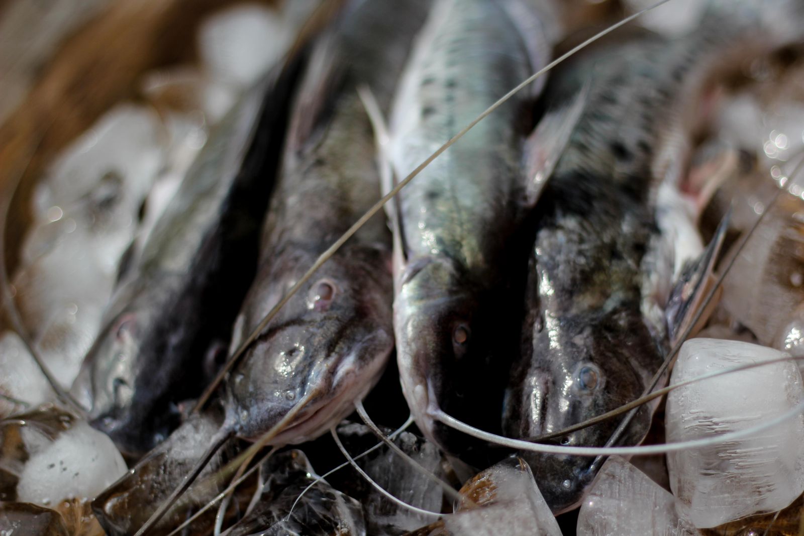 PESQUISA INVESTIGA PADRÕES DE CAÇA DE JACARÉS E BOTOS USADOS COMO ISCA NA PESCA DA PIRACATINGA - News Rondônia