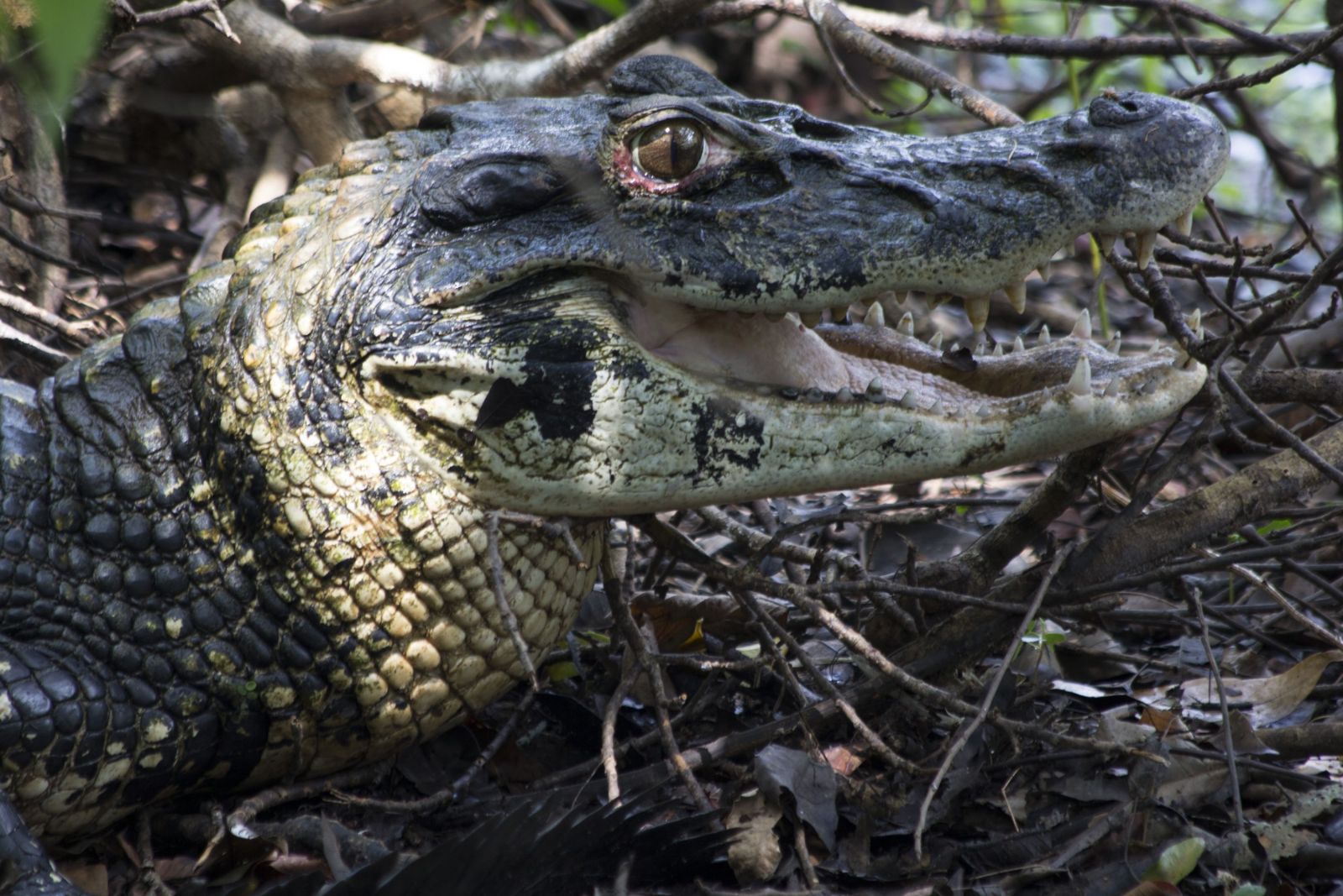 PESQUISA INVESTIGA PADRÕES DE CAÇA DE JACARÉS E BOTOS USADOS COMO ISCA NA PESCA DA PIRACATINGA - News Rondônia