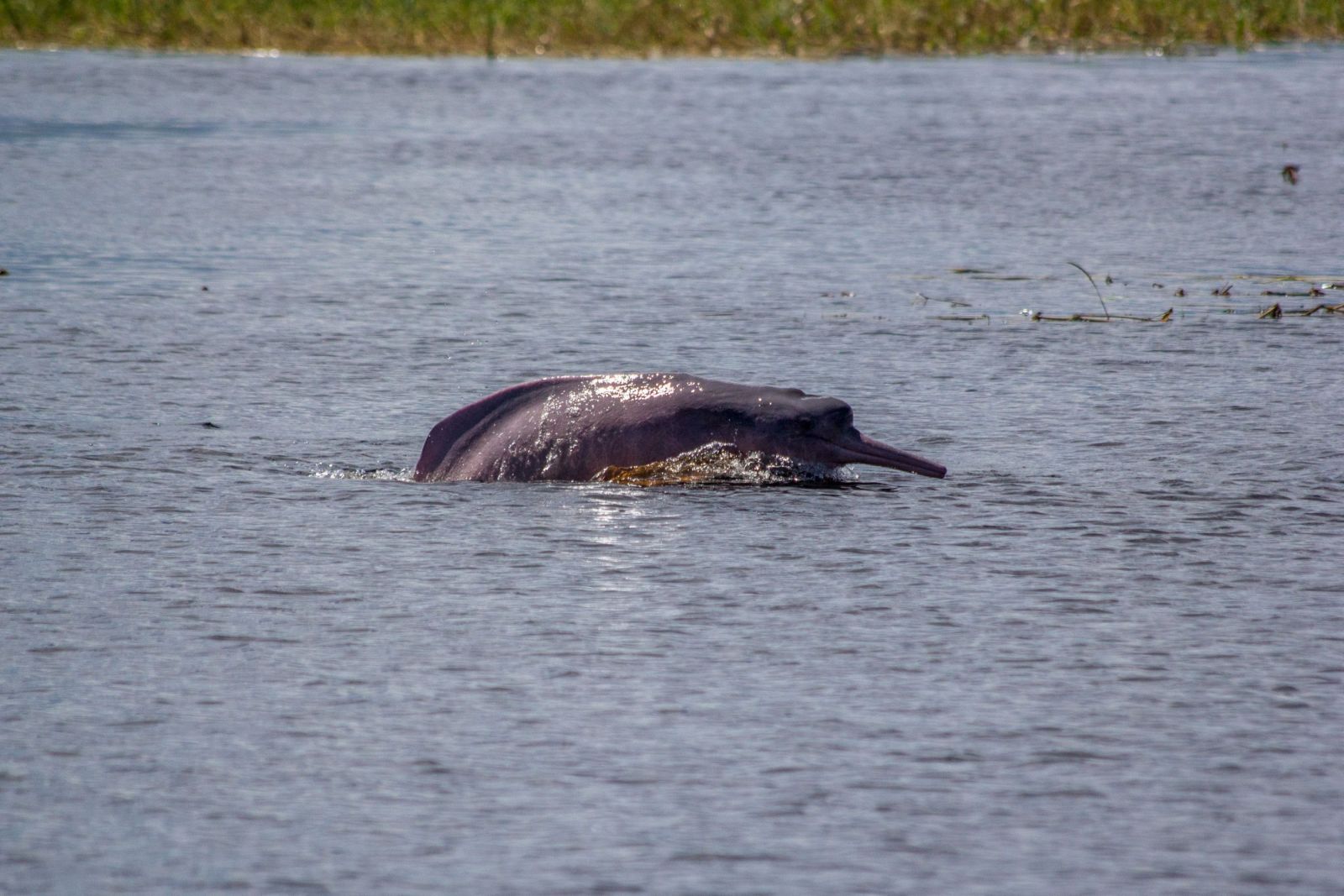 PESQUISA INVESTIGA PADRÕES DE CAÇA DE JACARÉS E BOTOS USADOS COMO ISCA NA PESCA DA PIRACATINGA - News Rondônia