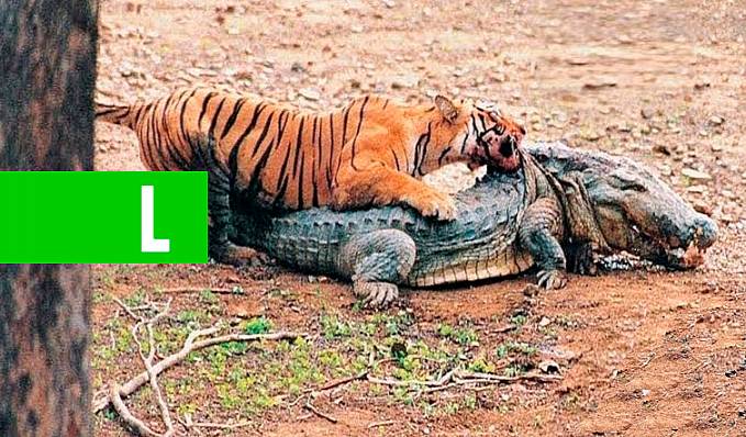 O que esse tigre fez com o crocodilo você não vai acreditar - News Rondônia