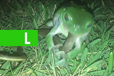 RÃ ENGOLE COBRA INTEIRA, MAS NÃO CONSEGUE SEGURÁ-LA NA BARRIGA (VÍDEO) - News Rondônia