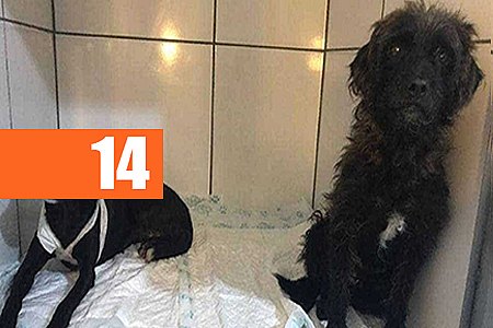 HOMEM É PRESO POR ESFAQUEAR DOIS CACHORROS NA ZONA SUL DE SP - News Rondônia