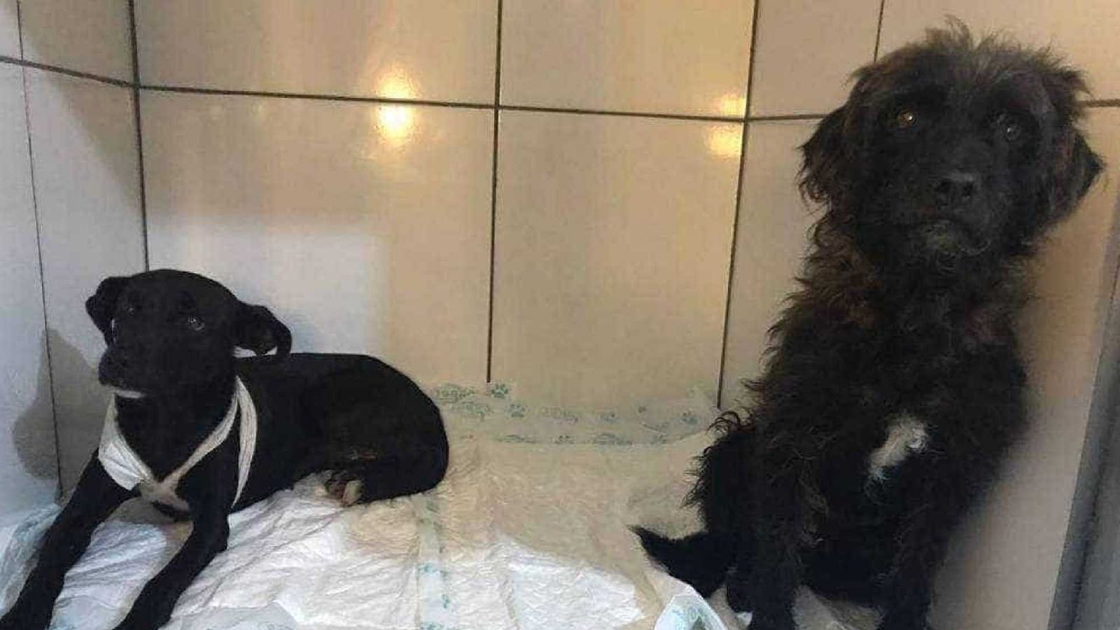 HOMEM É PRESO POR ESFAQUEAR DOIS CACHORROS NA ZONA SUL DE SP - News Rondônia