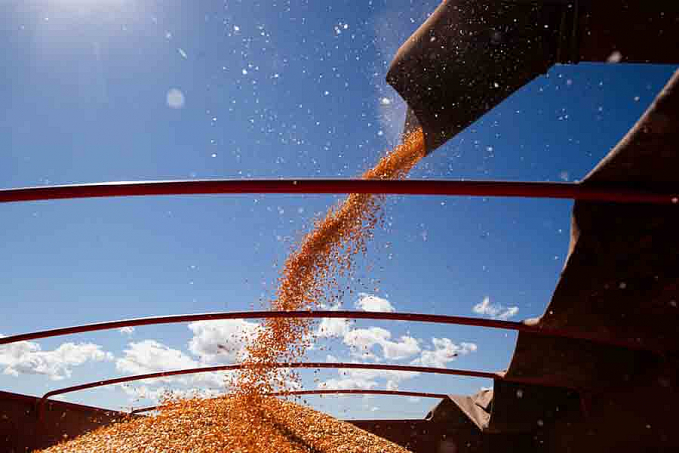 IBGE: estimativa de safra cai pelo quinto mês seguido - News Rondônia