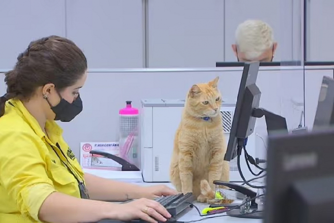 Gato ganha crachá do Poupatempo, acalma as pessoas e vira mascote - News Rondônia