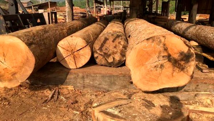 TERRAS INDÍGENAS: PF DEFLAGRA 2ª FASE DA OPERAÇÃO 'WARÃ' DE COMBATE EXPLORAÇÃO ILEGAL DE MADEIRAS. - News Rondônia