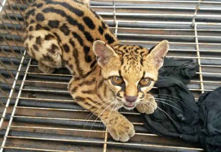 JAGUATIRICA É CAPTURADA NAS RUAS DA CAPITAL - News Rondônia