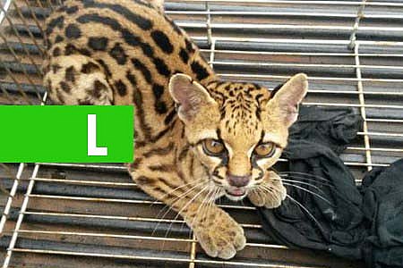 JAGUATIRICA É CAPTURADA NAS RUAS DA CAPITAL - News Rondônia