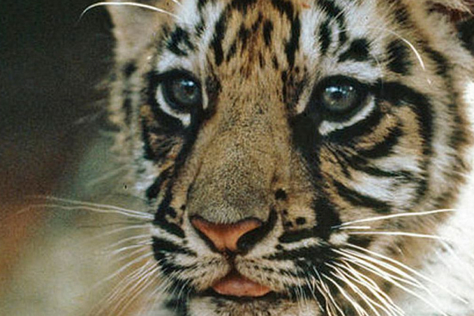 Zoológico no Chile testa vacina contra covid-19 em leões e tigres - News Rondônia