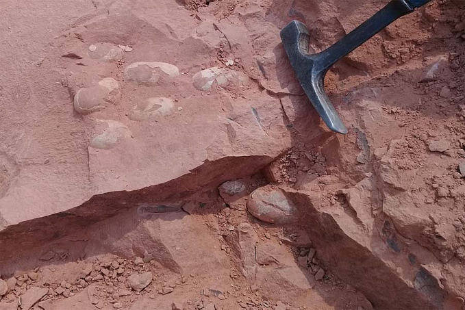 Ovos de crocodilo da Era dos Dinossauros são encontrados no sítio paleontológico de Presidente Prudente - News Rondônia