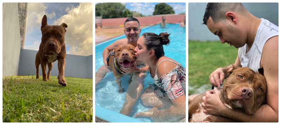 Pitbull influencer aborda em vídeos curtos o preconceito de raças na internet - News Rondônia