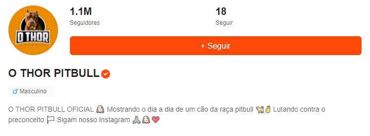 Pitbull influencer aborda em vídeos curtos o preconceito de raças na internet - News Rondônia