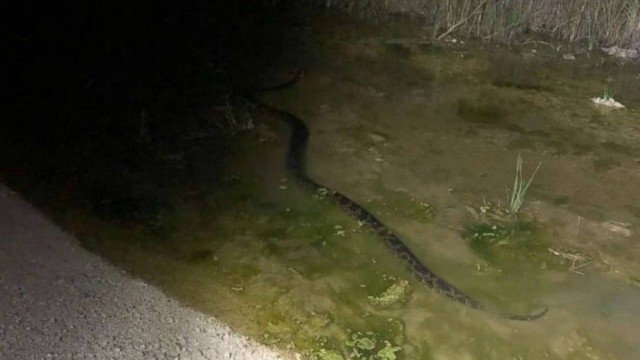 PÍTON DE SEIS METROS E 55 KILOS É ENCONTRADA POR CAÇADORES - FOTOS - News Rondônia