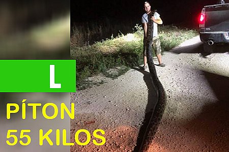 PÍTON DE SEIS METROS E 55 KILOS É ENCONTRADA POR CAÇADORES - FOTOS - News Rondônia