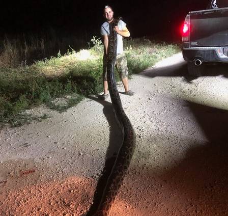 PÍTON DE SEIS METROS E 55 KILOS É ENCONTRADA POR CAÇADORES - FOTOS - News Rondônia
