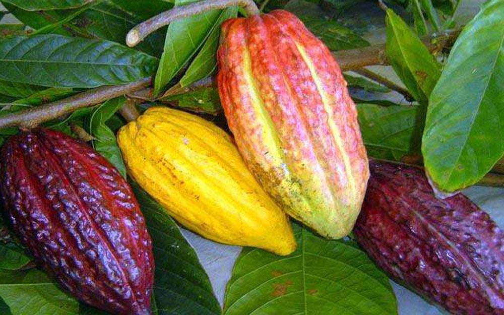 RONDÔNIA SE DESTACA NO DIA DO CACAU COMO TERCEIRO MAIOR PRODUTOR DO BRASIL - News Rondônia