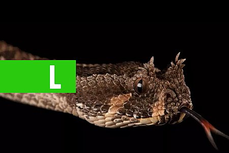 SE VOCÊ TEM MEDO DE COBRA, NÃO ABRA ESTA GALERIA DE FOTOS - News Rondônia