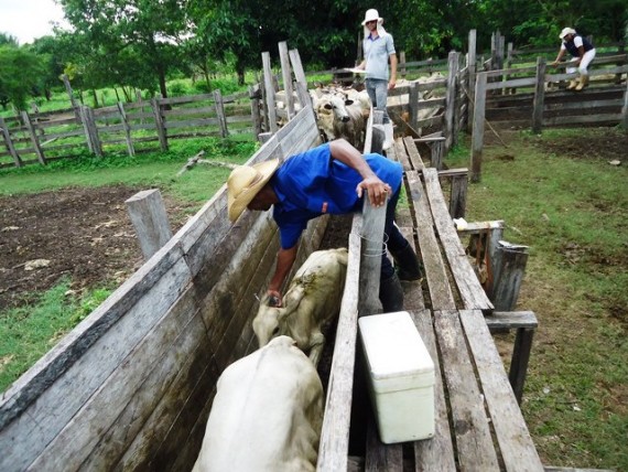 MAIS DE 14 MILHÕES DE CABEÇAS FORAM IMUNIZADAS NA 45ª CAMPANHA CONTRA AFTOSA EM RONDÔNIA - News Rondônia