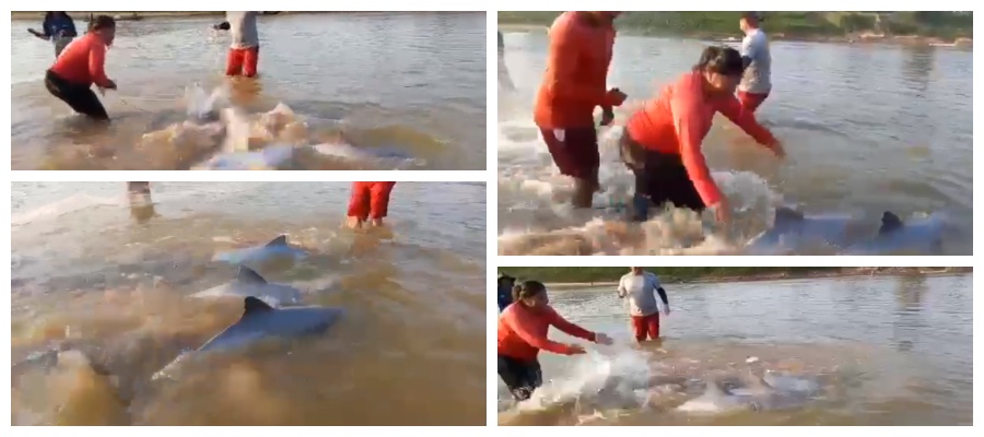 Vídeo mostra 'botos da espécie 'tucuxi' presos em malhadeira; animais figuram na lista de extinção - News Rondônia