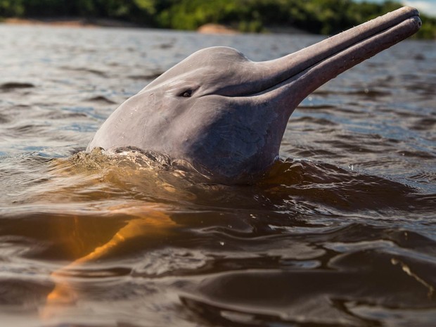 Vídeo mostra 'botos da espécie 'tucuxi' presos em malhadeira; animais figuram na lista de extinção - News Rondônia
