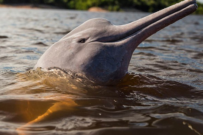 Vídeo mostra 'botos da espécie 'tucuxi' presos em malhadeira; animais figuram na lista de extinção - News Rondônia