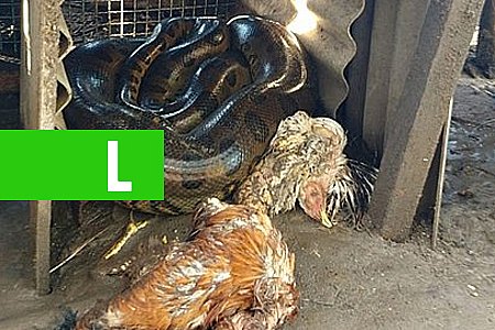 VÍDEO - SUCURI INVADE GALINHEIRO, MATA AVES E ASSUSTA MORADORES - News Rondônia