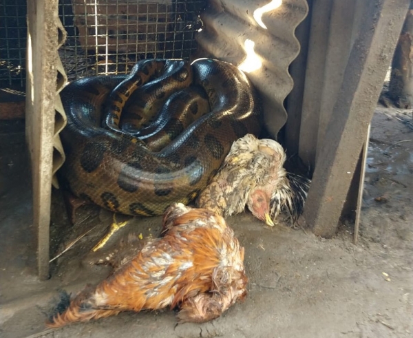 VÍDEO - SUCURI INVADE GALINHEIRO, MATA AVES E ASSUSTA MORADORES - News Rondônia