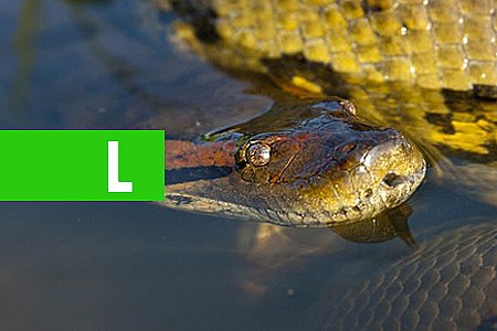 SUCURI: VEJA AS CURIOSIDADES DA MAIOR COBRA DO MUNDO - News Rondônia