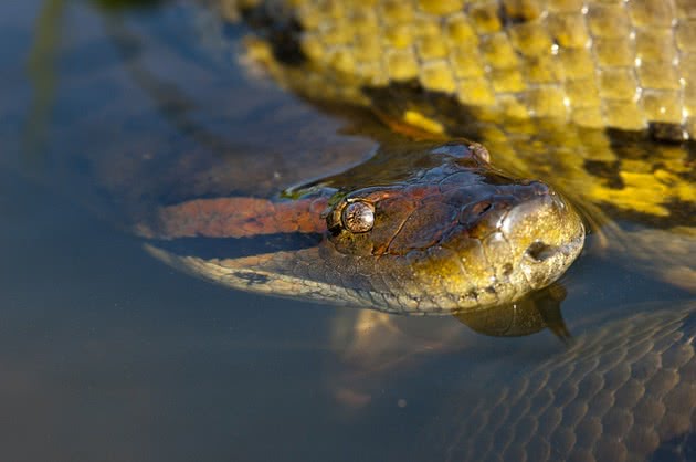 SUCURI: VEJA AS CURIOSIDADES DA MAIOR COBRA DO MUNDO - News Rondônia