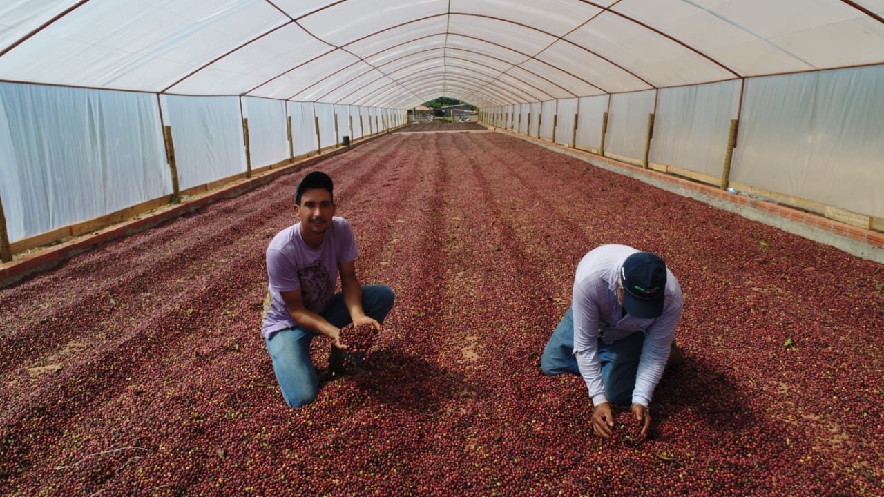DESTAQUE - CAFEICULTOR DE RONDÔNIA VENCE CONCURSO NACIONAL DA ABIC - News Rondônia
