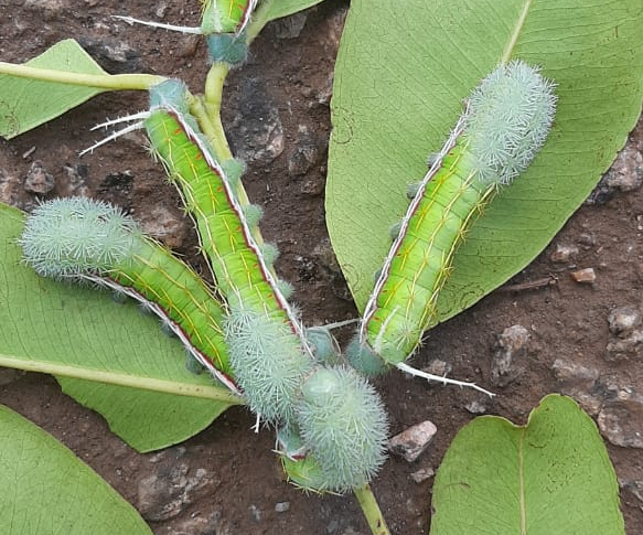 Semusa alerta população sobre risco de acidentes com lagartas em Porto Velho - News Rondônia