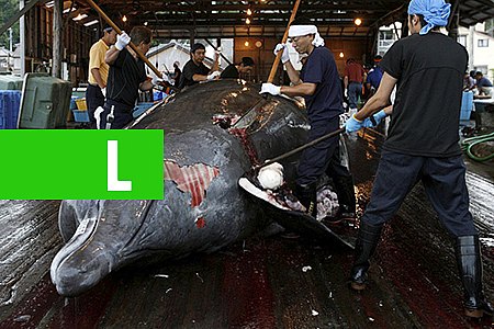 AUSTRÁLIA LAMENTA DECISÃO DE JAPÃO DE RETOMAR CAÇA A BALEIAS EM 2019 - News Rondônia