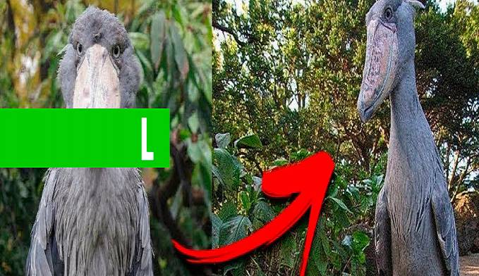 Animais selvagens que raramente são vistos - News Rondônia
