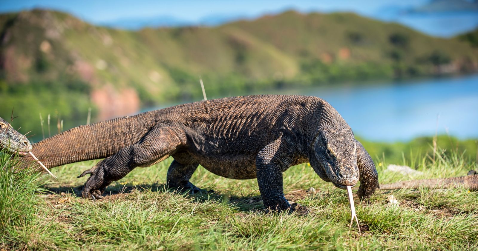POLÍTICA & MURUPI: RODRIGO MAIA, O DRAGÃO DE KOMODO - News Rondônia