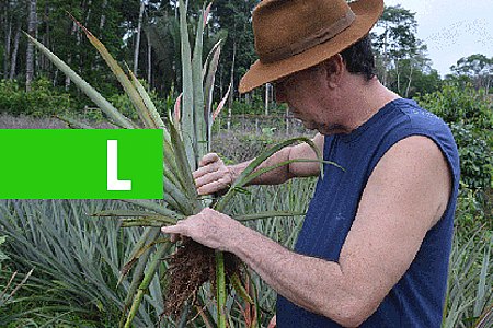 COM NOVAS TECNOLOGIAS ABACAXI PODE SER PRODUZIDO O ANO INTEIRO EM RONDÔNIA - News Rondônia