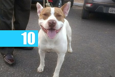 USUÁRIO ROUBA CACHORRO DO IRMÃO PARA TROCAR POR DROGAS E FAMÍLIA DENUNCIA - News Rondônia
