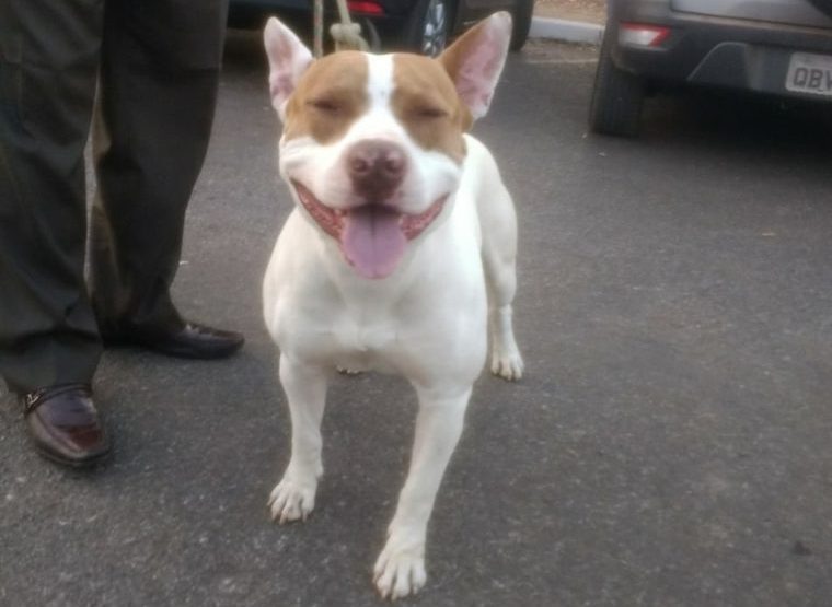 USUÁRIO ROUBA CACHORRO DO IRMÃO PARA TROCAR POR DROGAS E FAMÍLIA DENUNCIA - News Rondônia