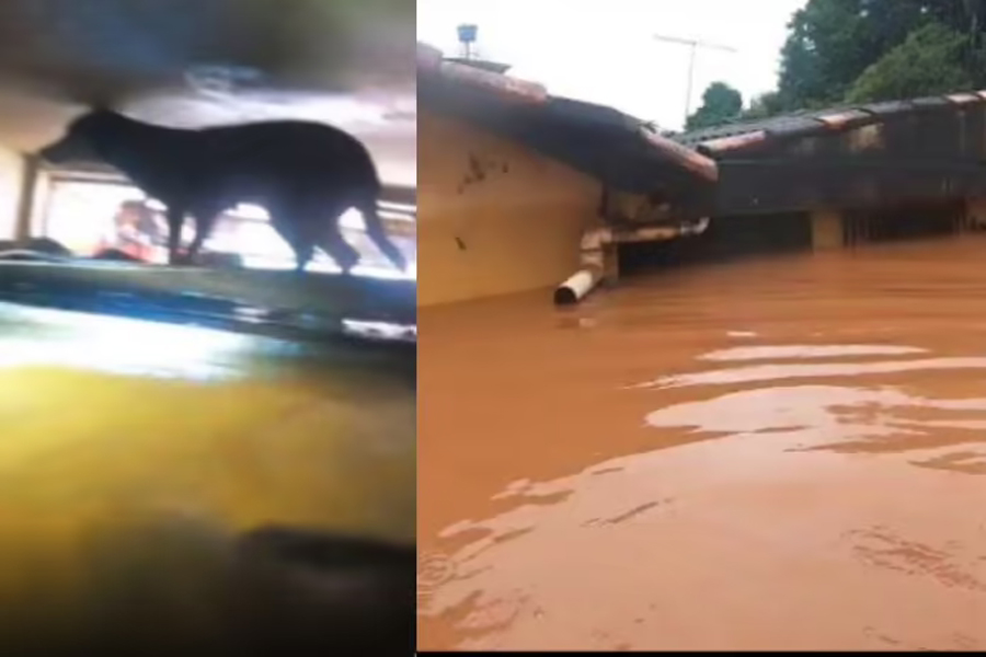 Bombeiro entra pelo teto de loja inundada para salvar cão em MG - News Rondônia