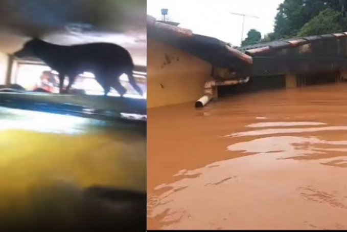Bombeiro entra pelo teto de loja inundada para salvar cão em MG - News Rondônia